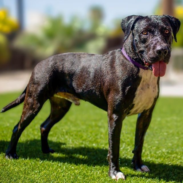 Tonka, a Adoptable mixed breed in Phoenix, AZ image 1/5