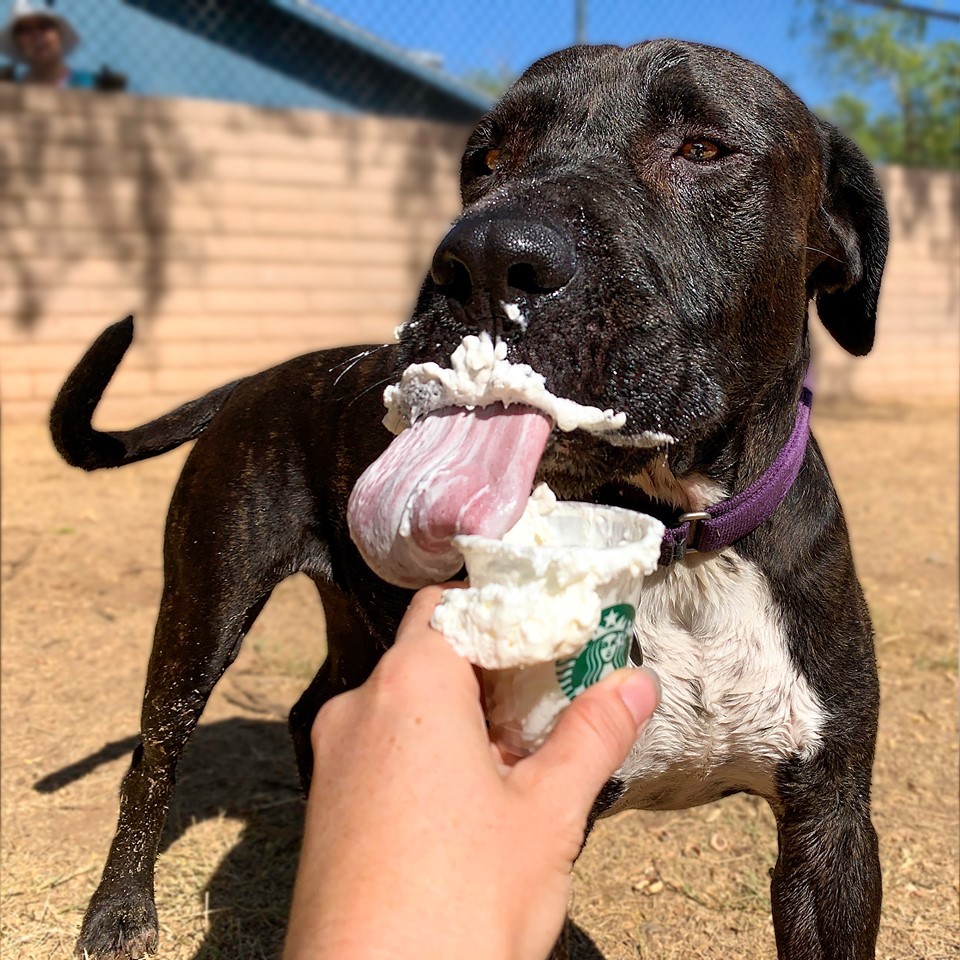 Tonka, a Adoptable mixed breed in Phoenix, AZ image 2/5