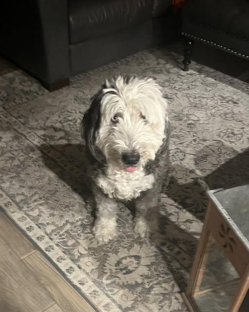 Nyla, adoptable, Adult Female Old English Sheepdog.