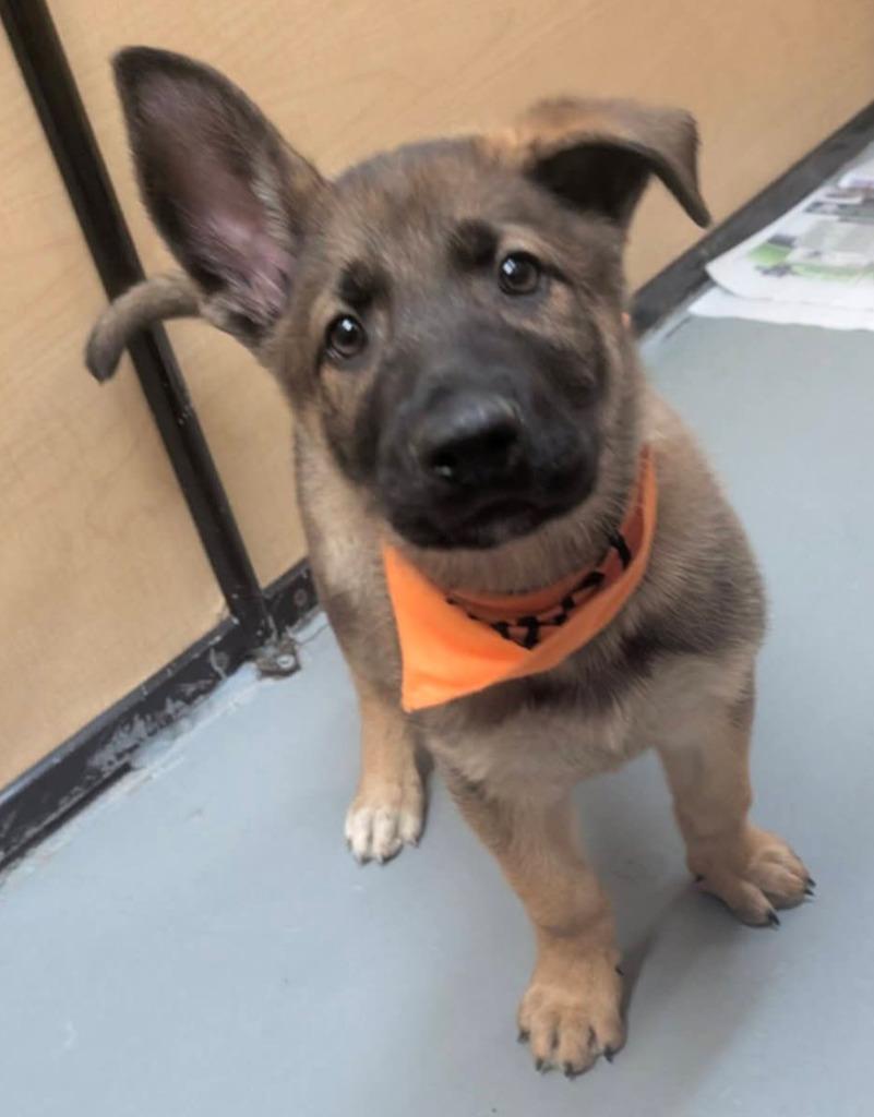 Lugnut, Adoptable, Puppy Male Dutch Shepherd & Mixed Breed.