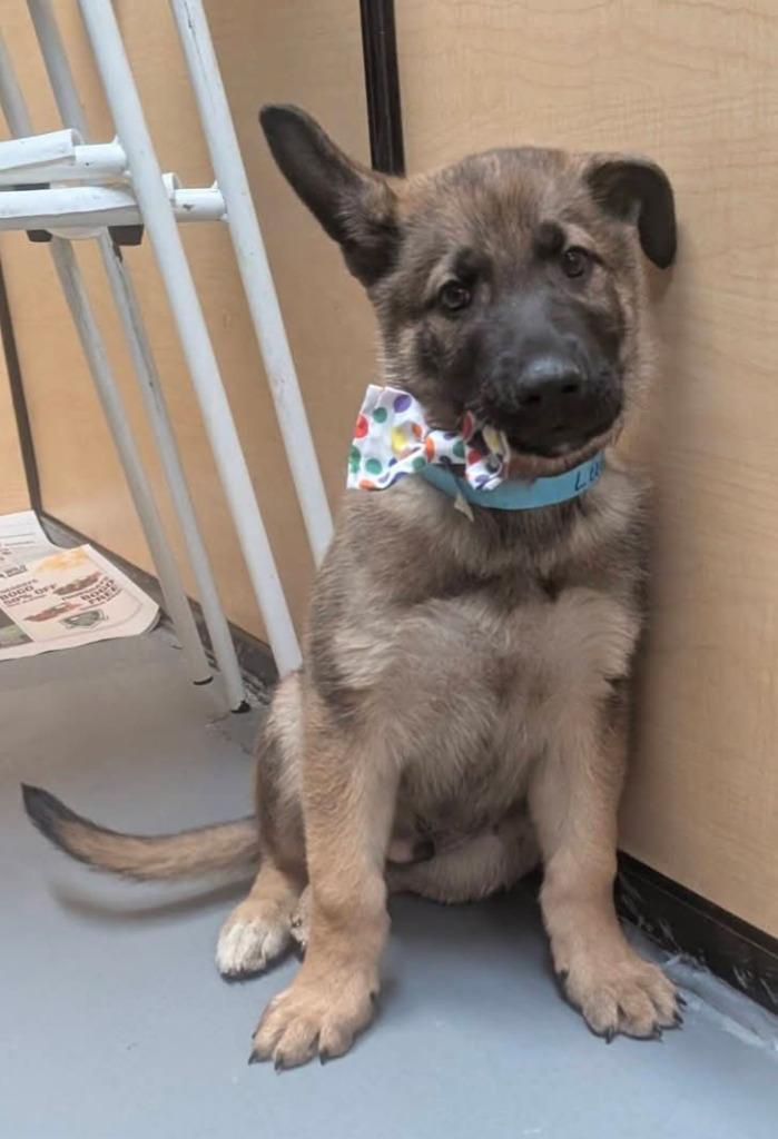 Enlarge Lugnut, a Adoptable mixed breed in Warren, MI image 2/6