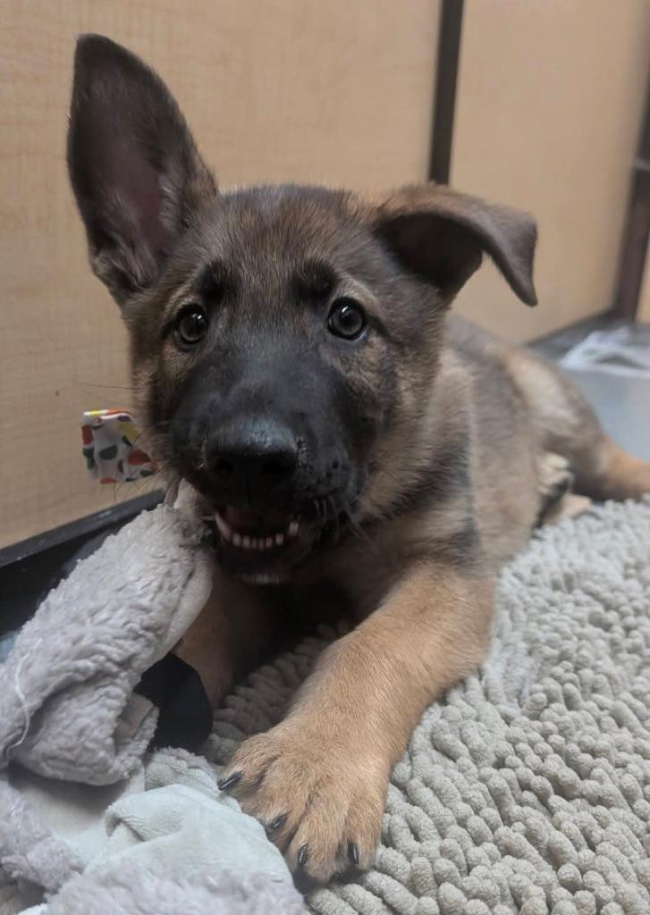 Enlarge Lugnut, a Adoptable mixed breed in Warren, MI image 3/6