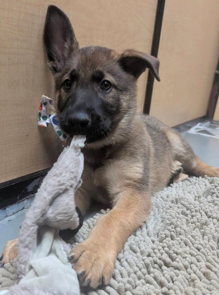 Enlarge Lugnut, a Adoptable mixed breed in Warren, MI image 4/6