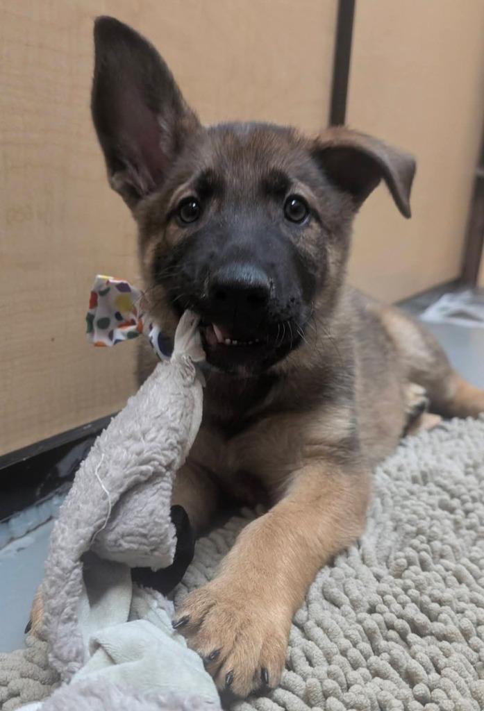 Enlarge Lugnut, a Adoptable mixed breed in Warren, MI image 5/6