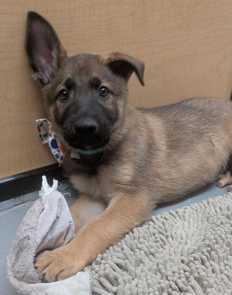 Enlarge Lugnut, a Adoptable mixed breed in Warren, MI image 6/6