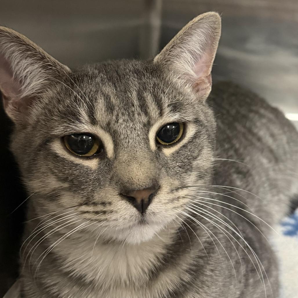 Enlarge Percy, a Adoptable Domestic Short Hair in Marion, VA image 1/1