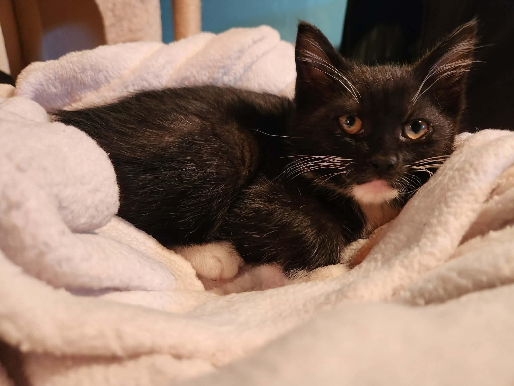 Ren, a ADOPTABLE Domestic Short Hair in Rochester , NY image 4/6