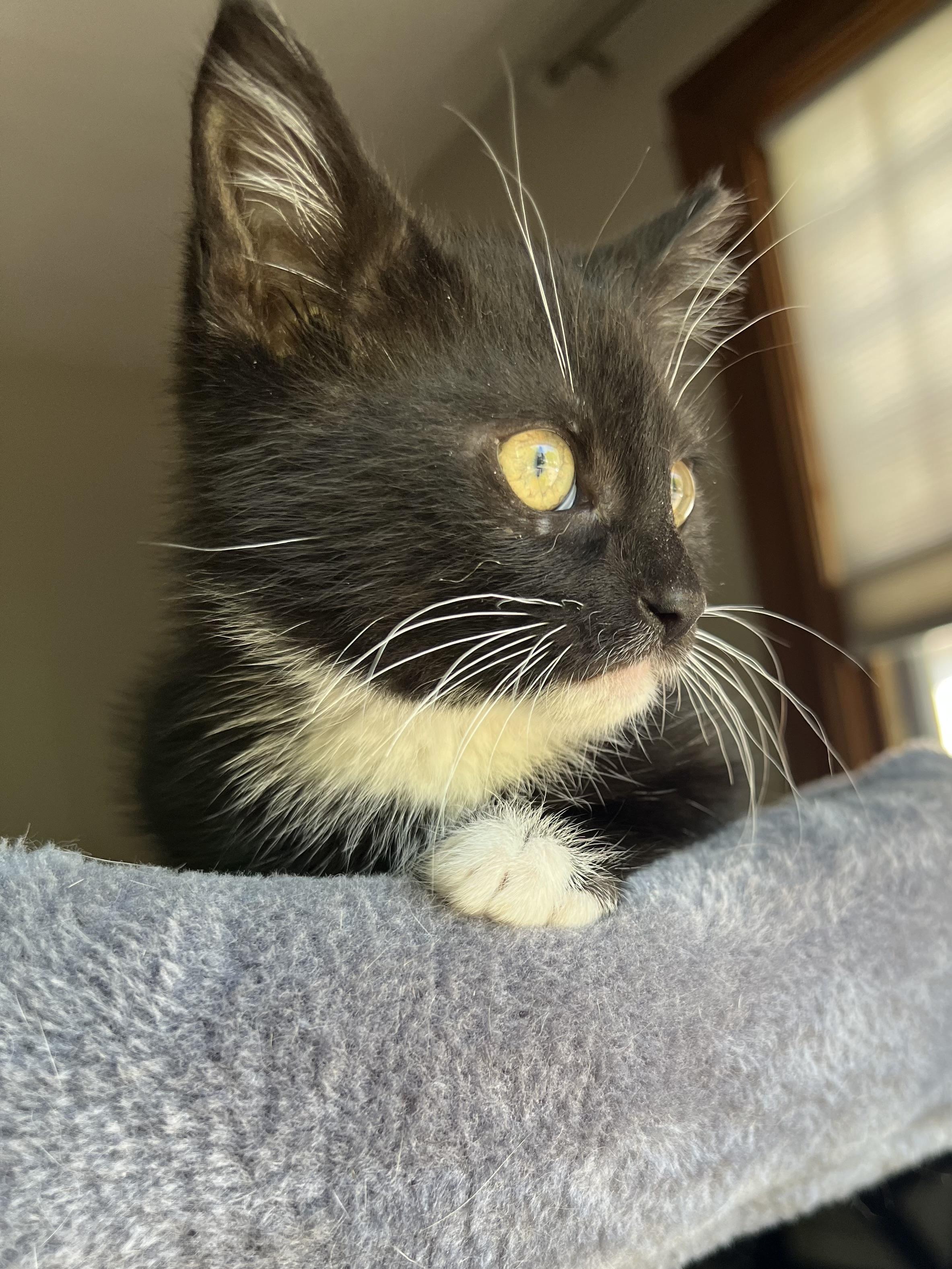 Ren, a ADOPTABLE Domestic Short Hair in Rochester , NY image 5/6