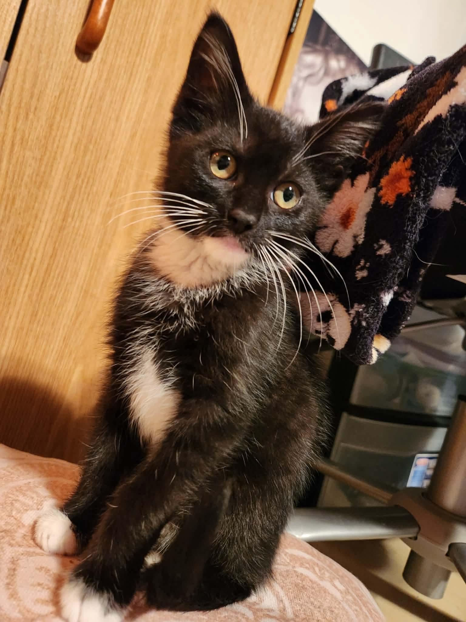 Ren, a ADOPTABLE Domestic Short Hair in Rochester , NY image 2/6