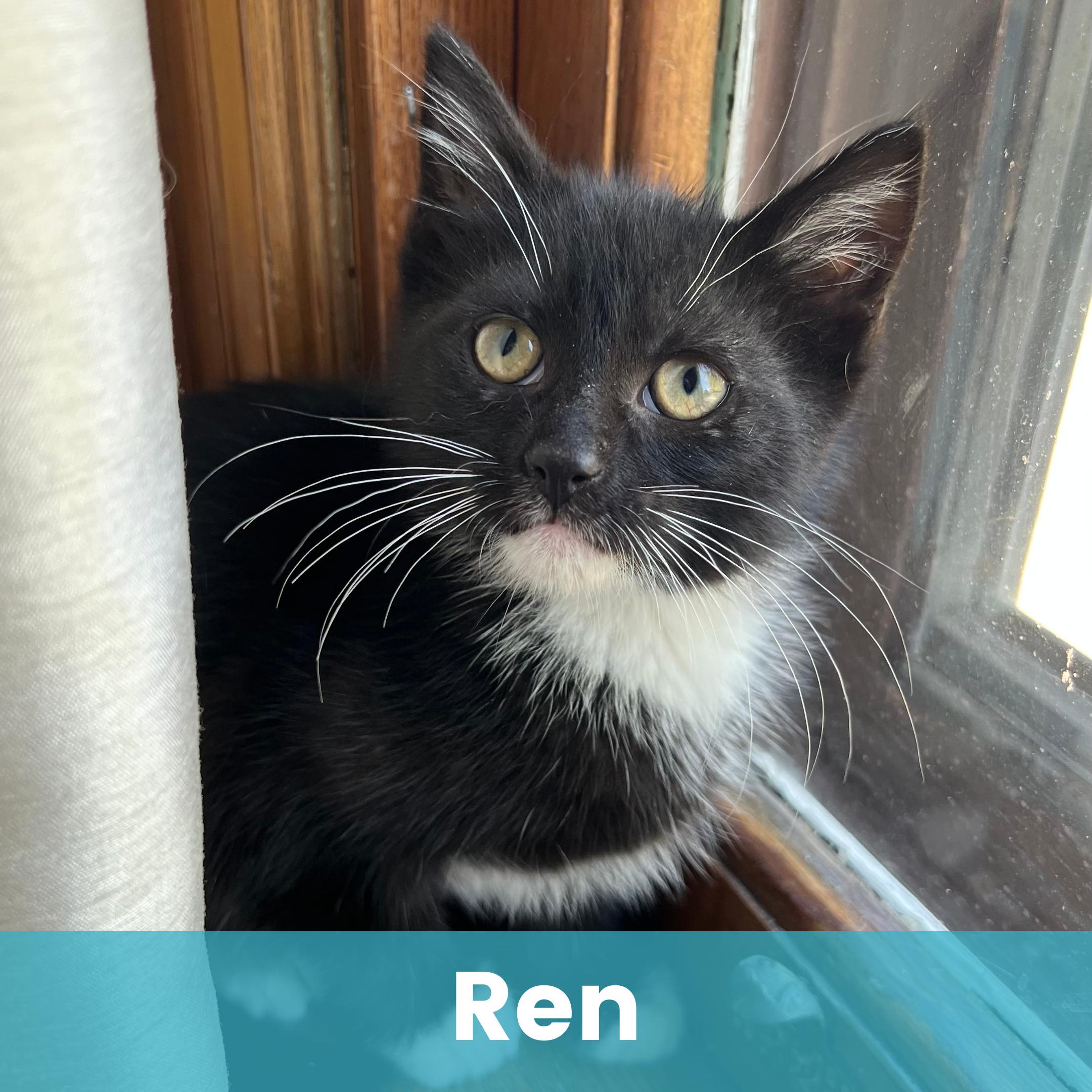Ren, a ADOPTABLE Domestic Short Hair in Rochester , NY image 1/6