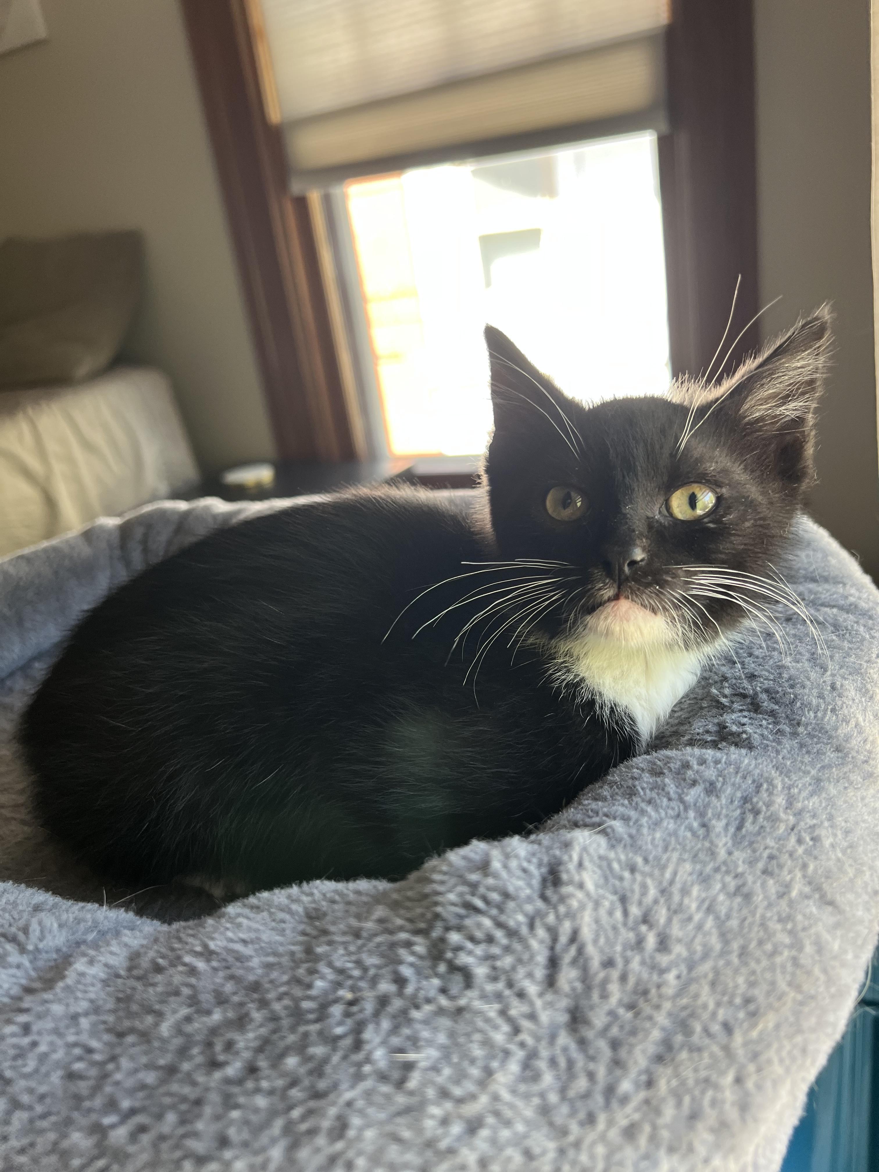 Ren, a ADOPTABLE Domestic Short Hair in Rochester , NY image 3/6