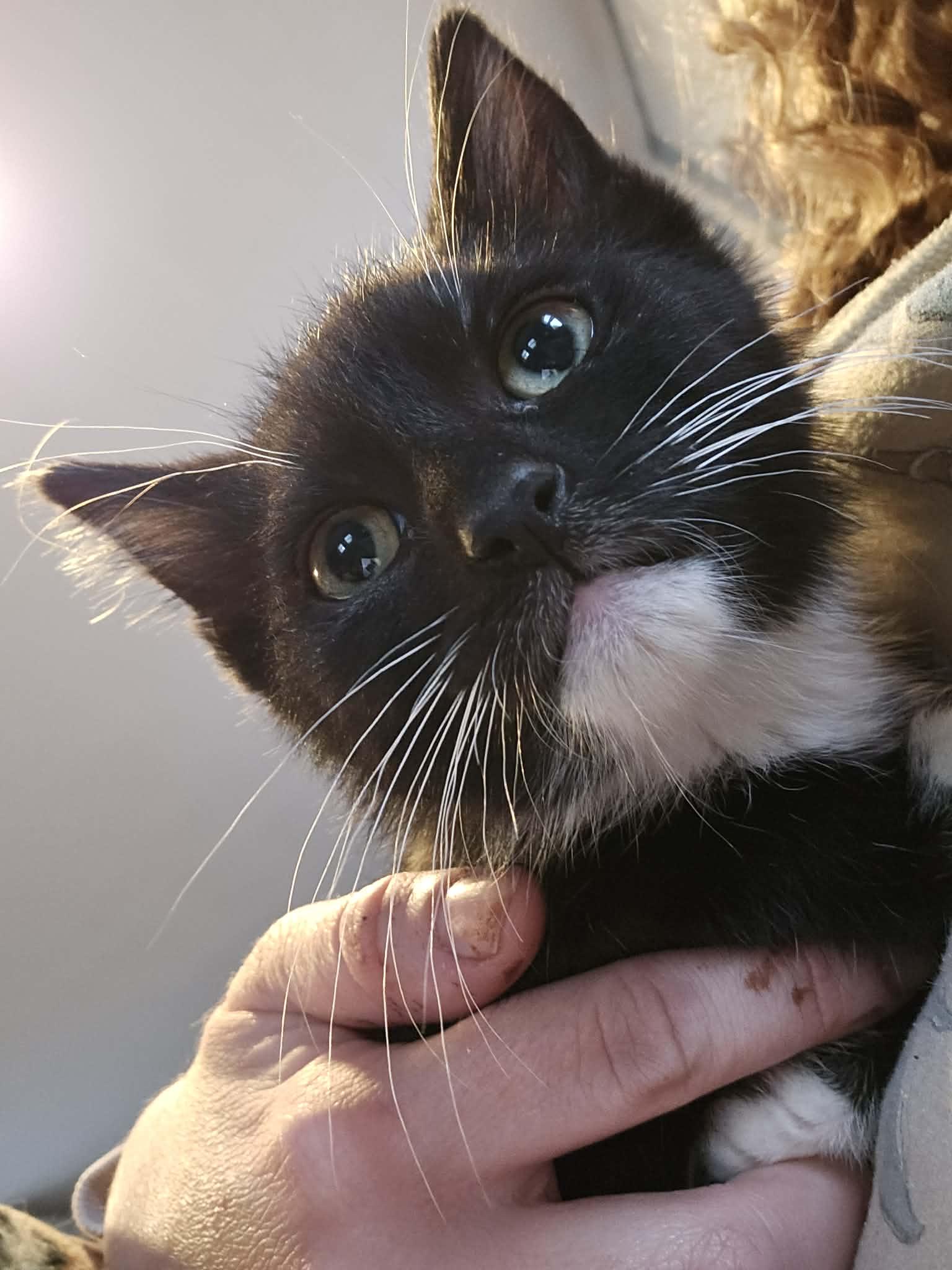 Ren, a ADOPTABLE Domestic Short Hair in Rochester , NY image 6/6