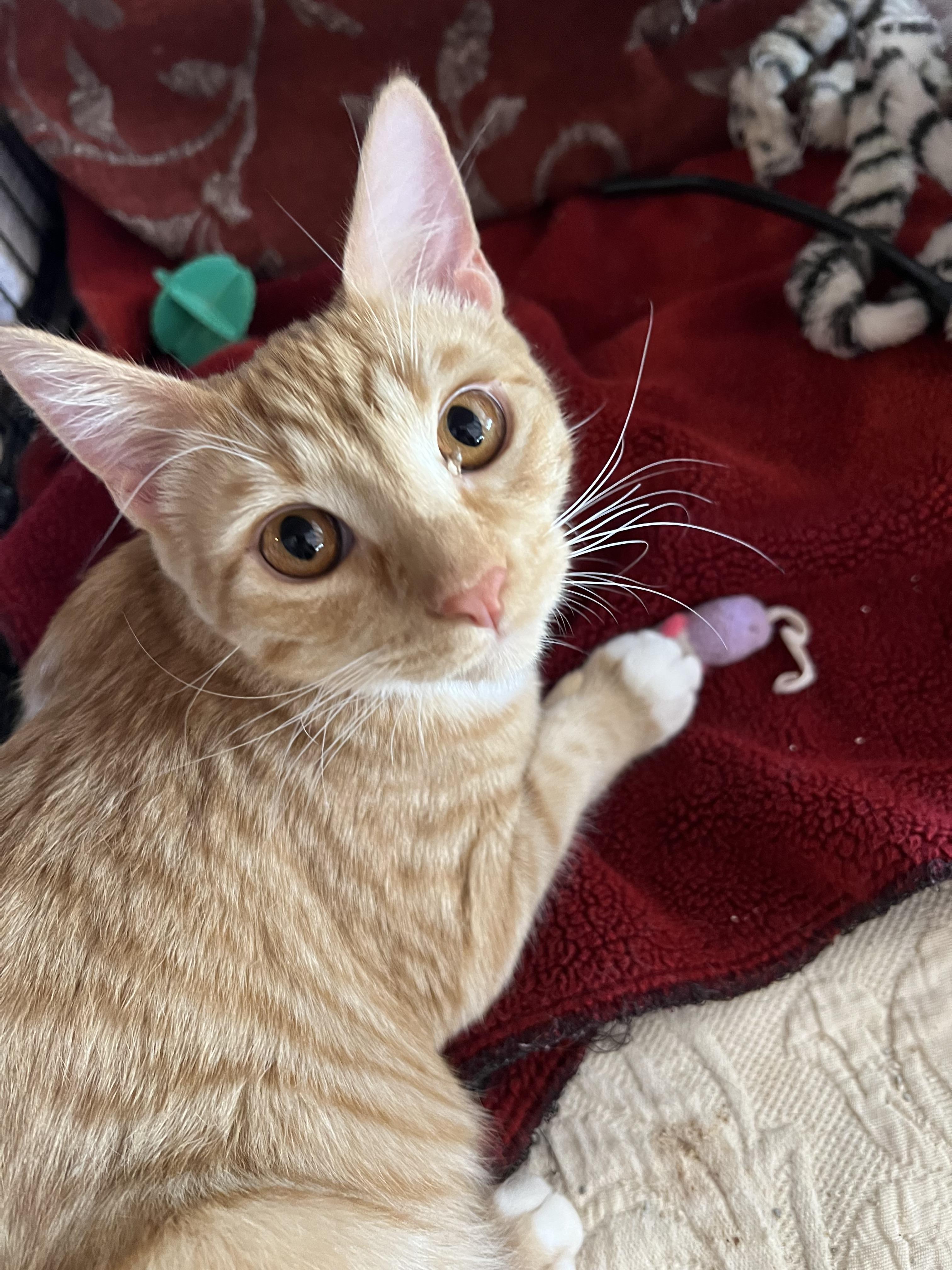 Enlarge Ralph and Rebel, an adopted Domestic Short Hair in Sierra Vista, AZ image 1/2