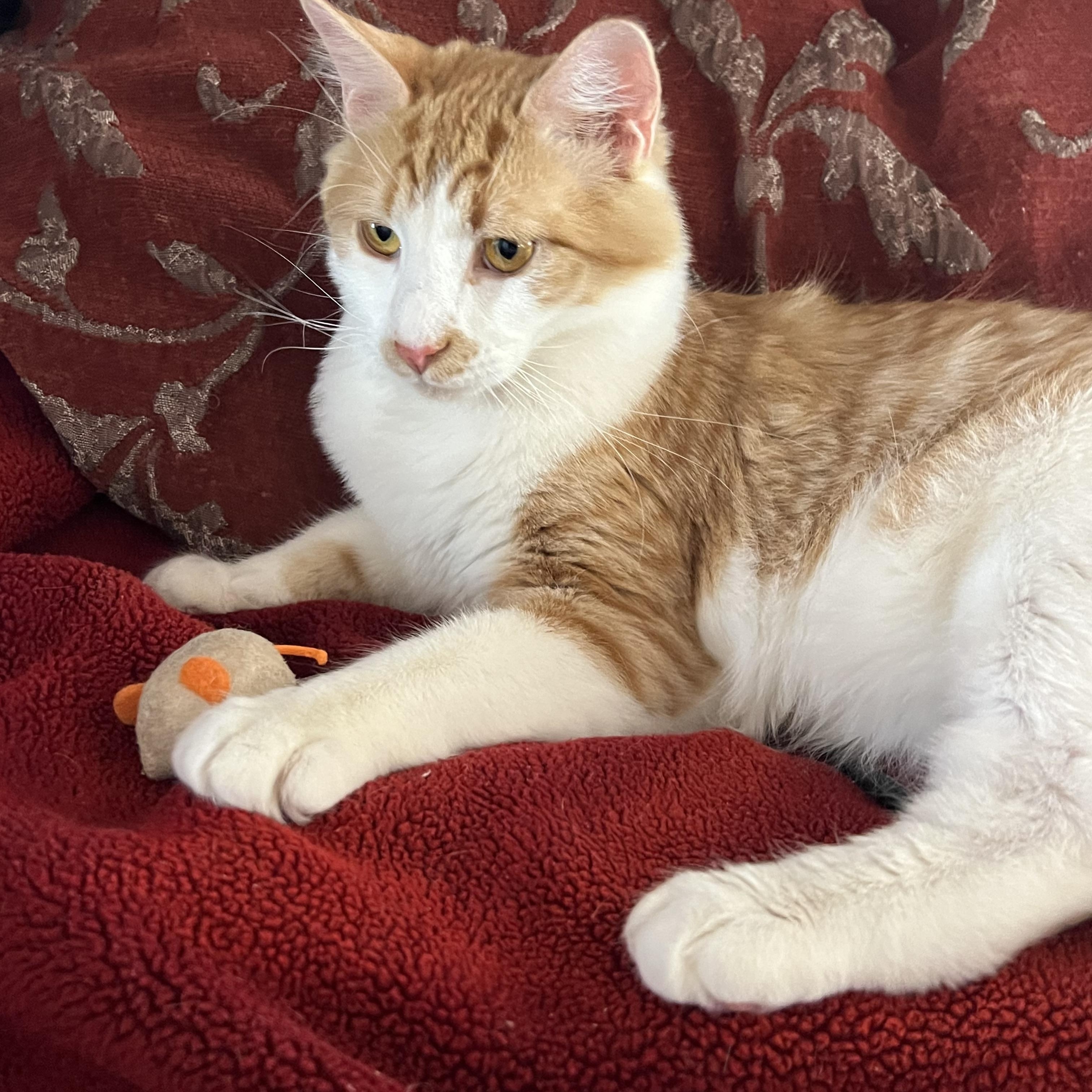 Enlarge Ralph and Rebel, an adopted Domestic Short Hair in Sierra Vista, AZ image 2/2