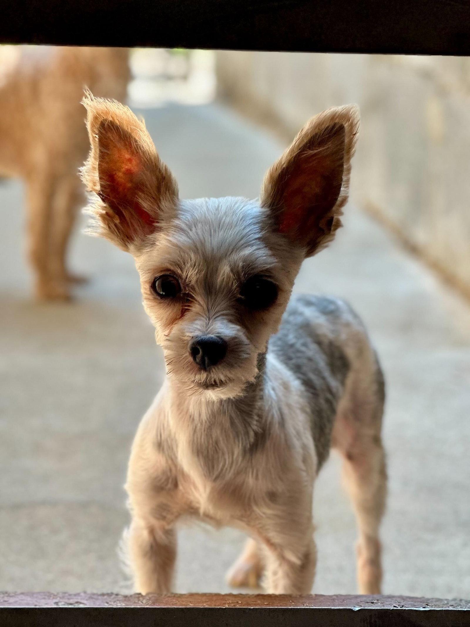 Enlarge Ophelia Mar 26 - PHOTOS + DESCRIPTION, a Adopted Yorkshire Terrier in Pacolet, SC image 1/2