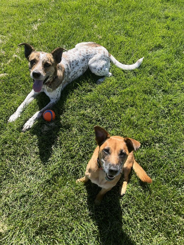 Matteo, Adoptable, Adult Male Australian Cattle Dog / Blue Heeler.