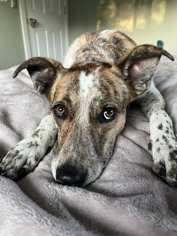 Enlarge Matteo, a Adoptable mixed breed in Littleton, CO image 2/6