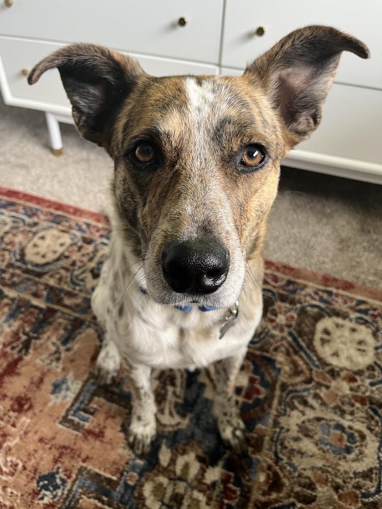 Enlarge Matteo, a Adoptable mixed breed in Littleton, CO image 4/6