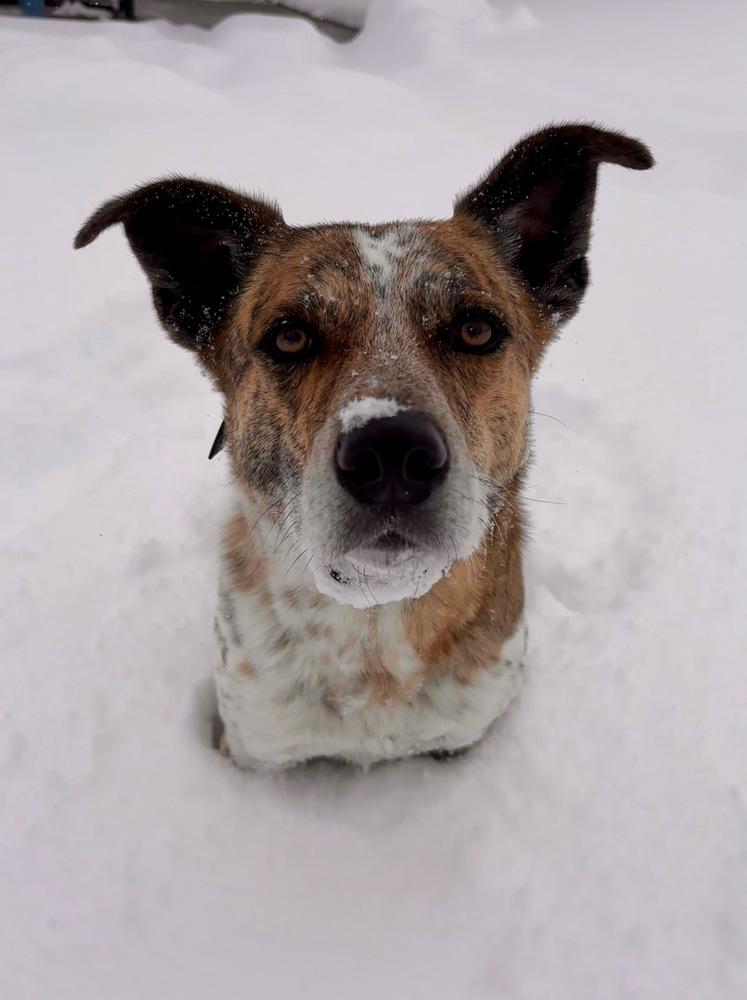Enlarge Matteo, a Adoptable mixed breed in Littleton, CO image 5/6