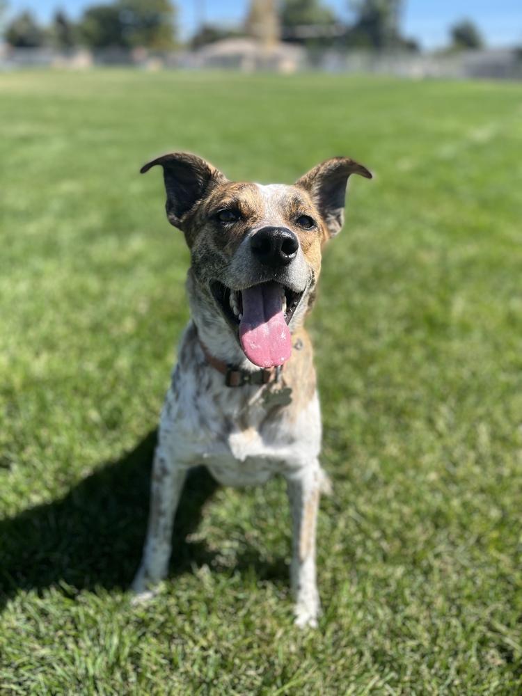Enlarge Matteo, a Adoptable mixed breed in Littleton, CO image 6/6