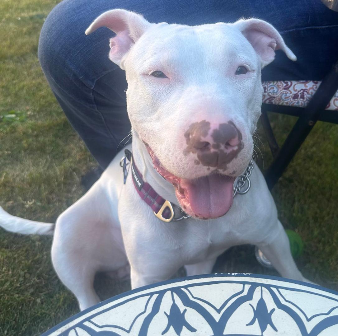 Nellie, Adoptable, Adult Female Staffordshire Bull Terrier & Bull Terrier.