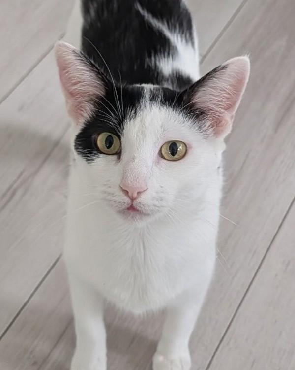 Milky Way, Adoptable, Young Female Domestic Short Hair.