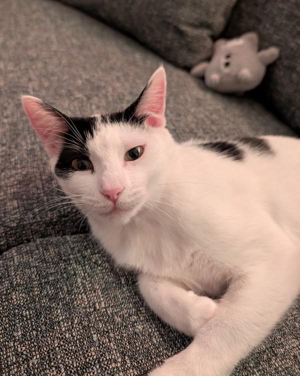 Enlarge Milky Way, a Adoptable mixed breed in Novato, CA image 3/6