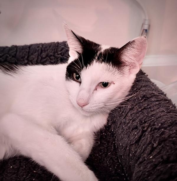 Enlarge Milky Way, a Adoptable mixed breed in Novato, CA image 5/6