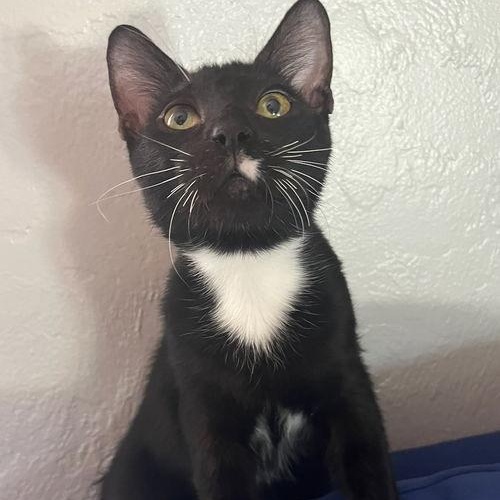 COURTESY POST: Wallace