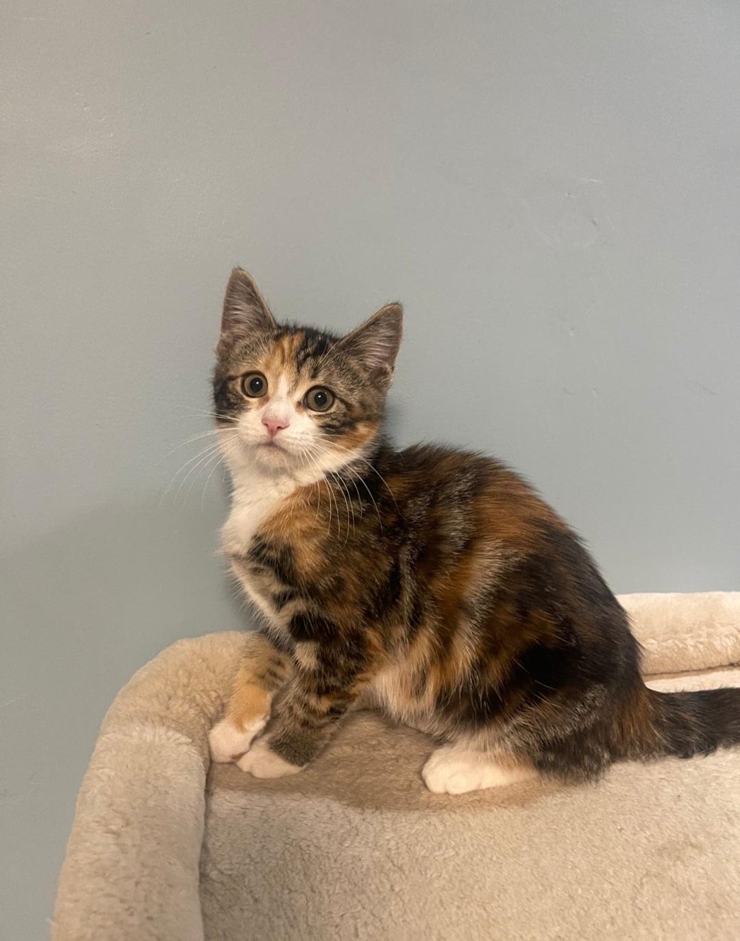 Petal, adoptable, Kitten Female Domestic Short Hair.