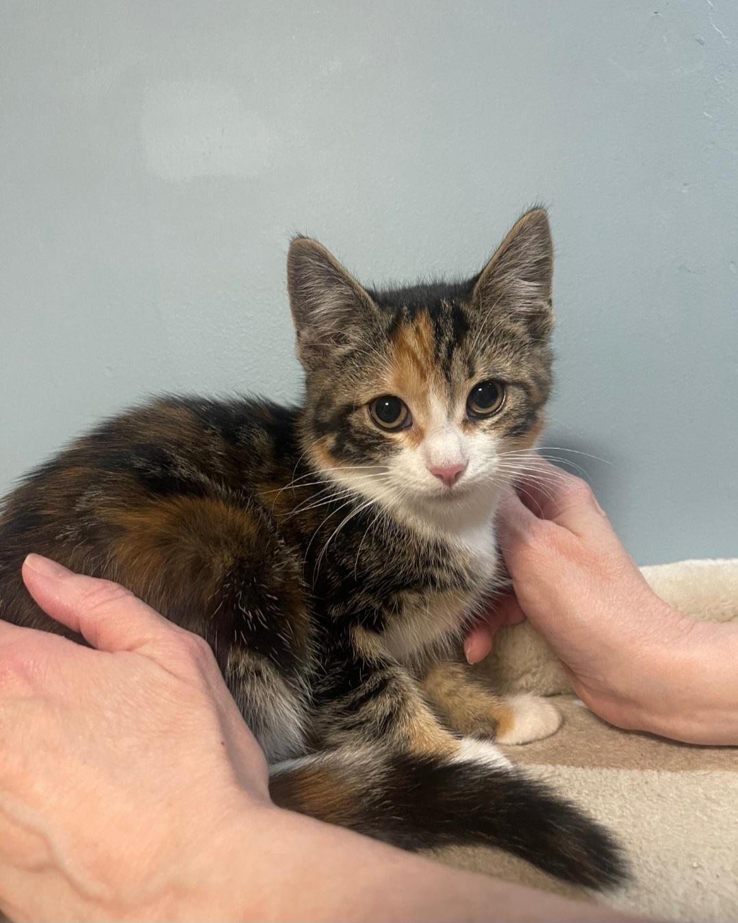 Petal, an adoptable Domestic Short Hair in Clayton, NJ image 2/3