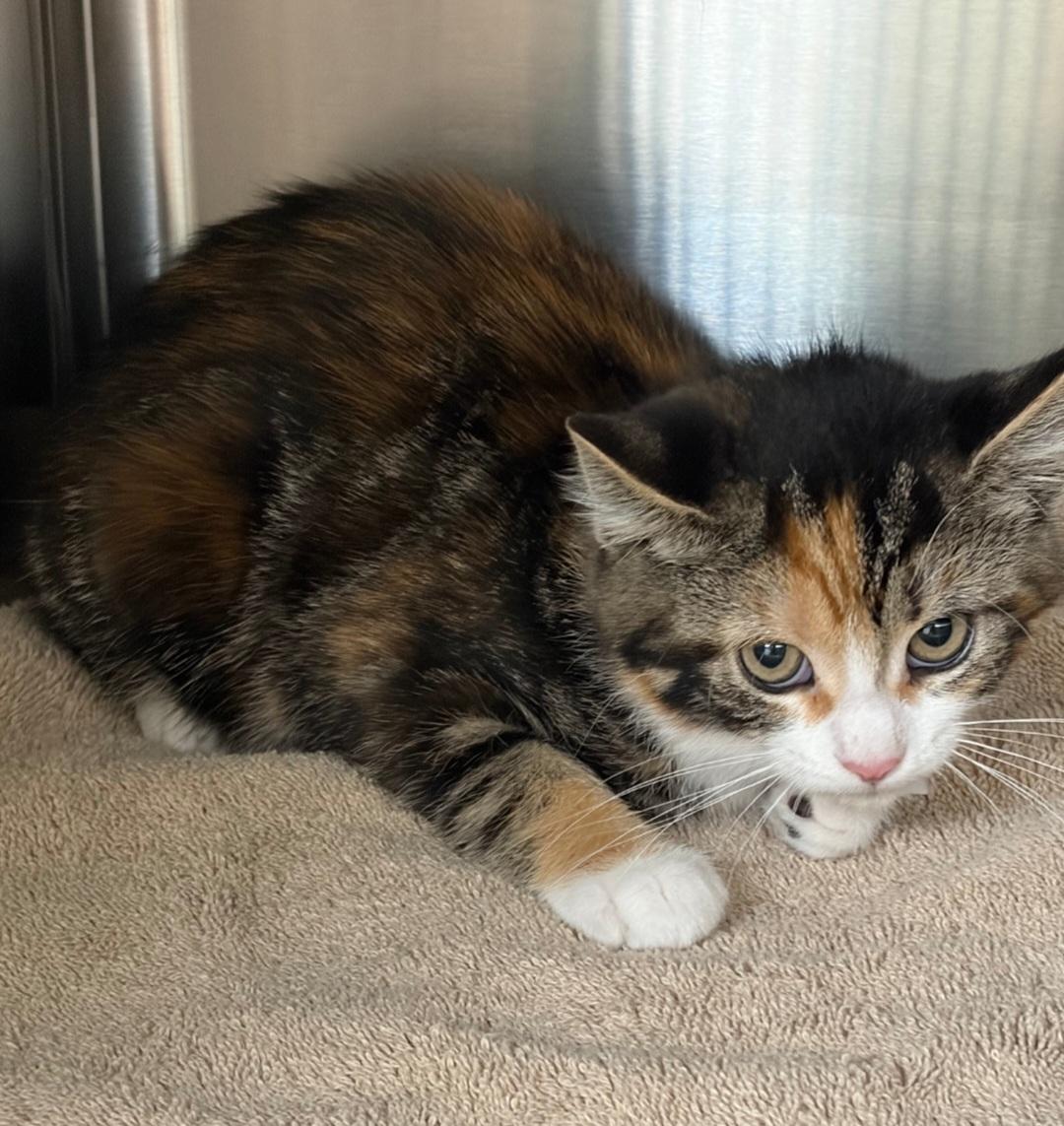 Petal, an adoptable Domestic Short Hair in Clayton, NJ image 3/3