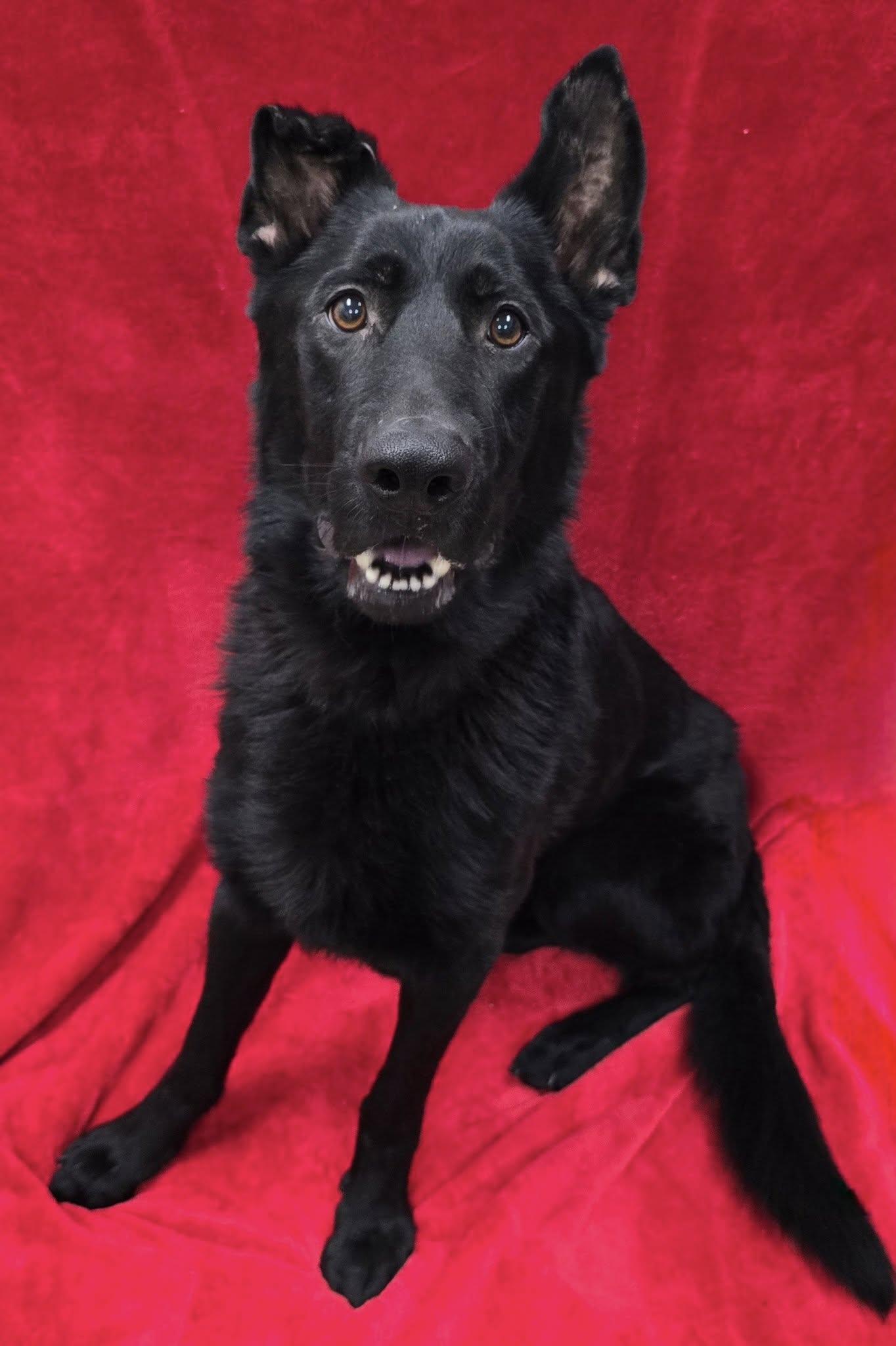 Damian, a Adoptable mixed breed in Frankfort, IN image 1/4