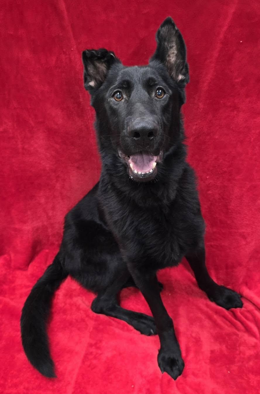 Damian, a Adoptable mixed breed in Frankfort, IN image 2/4