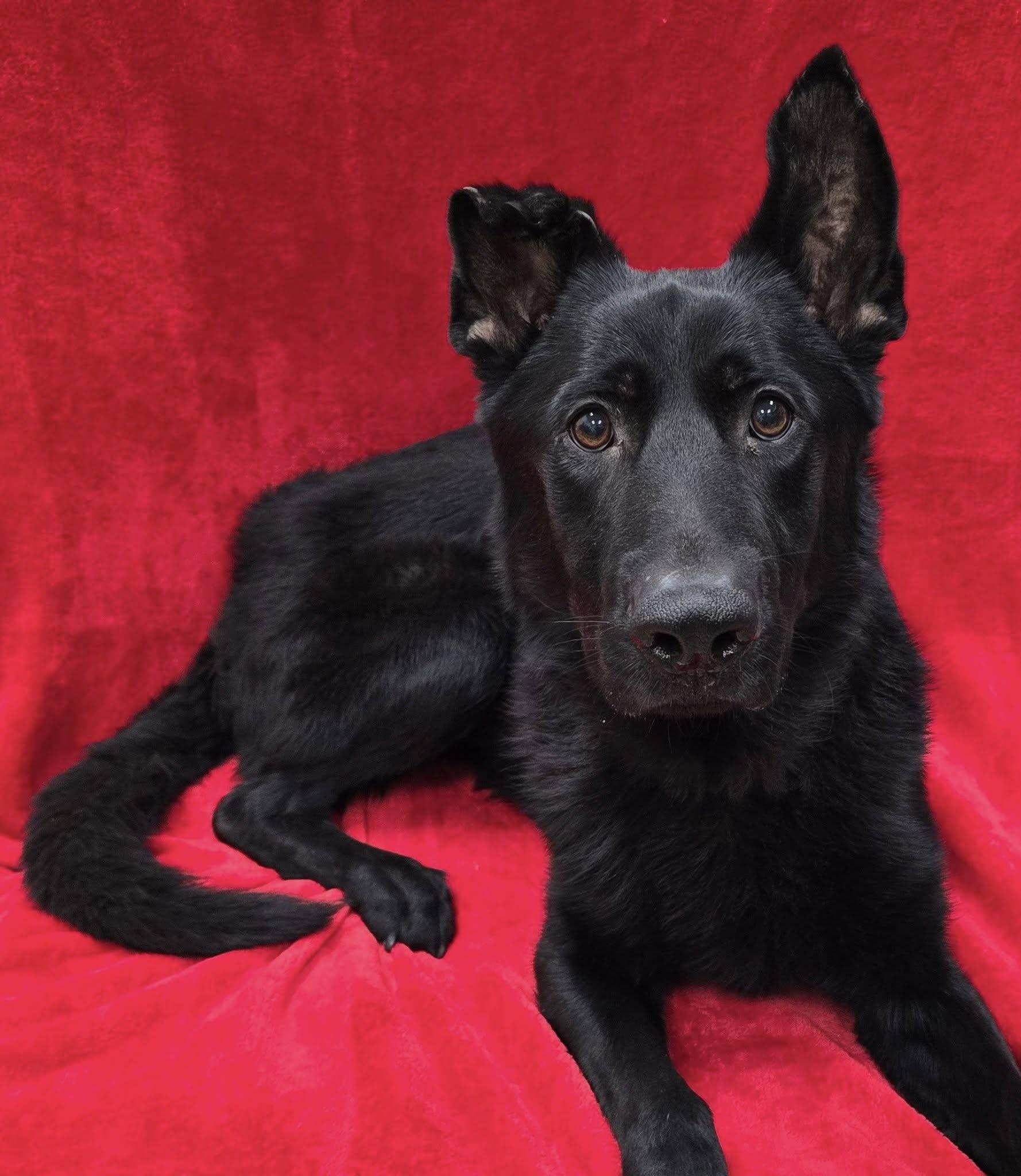 Damian, a Adoptable mixed breed in Frankfort, IN image 3/4