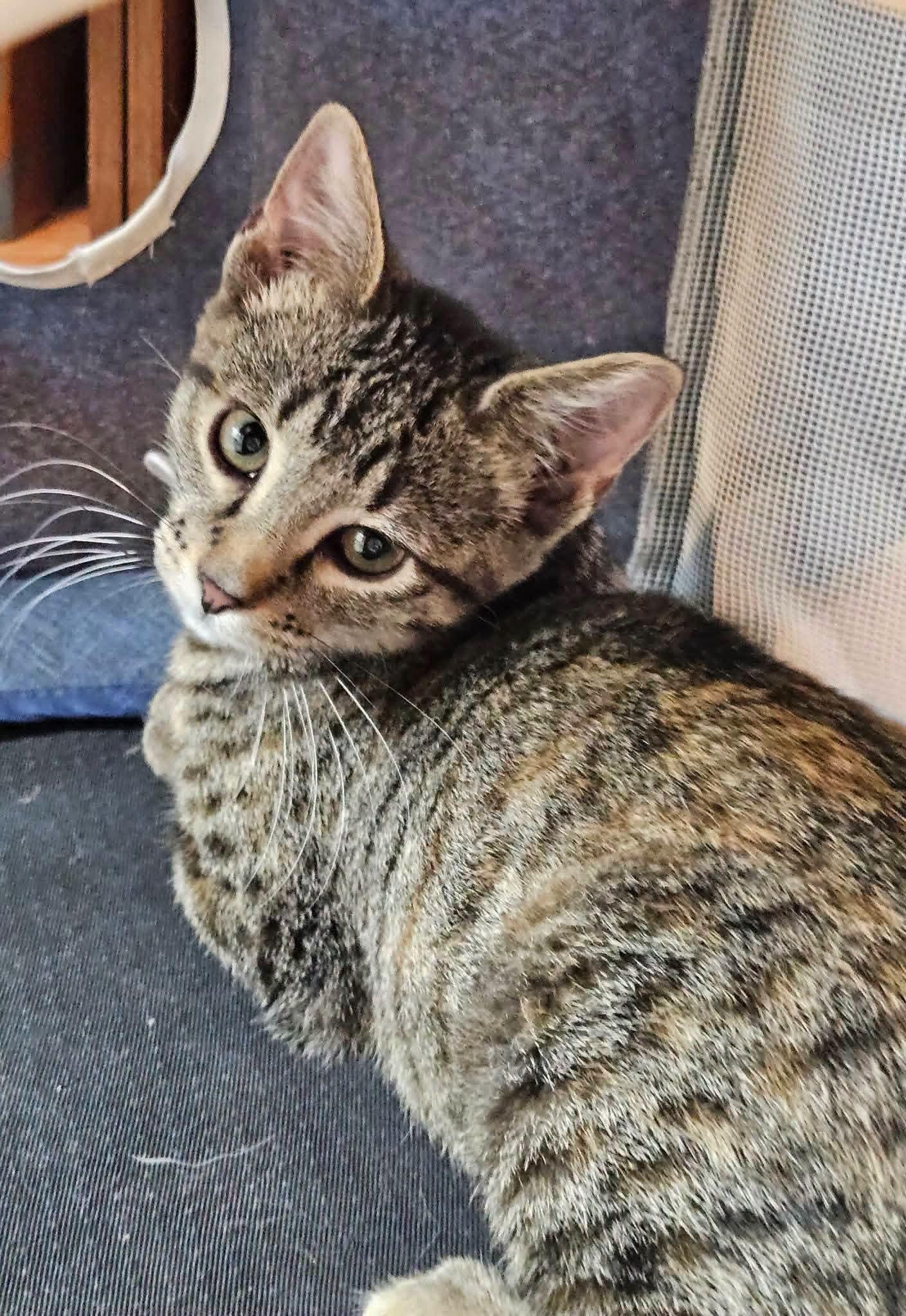 Enlarge Crumble, a Adopted mixed breed in Sioux City, IA image 2/6