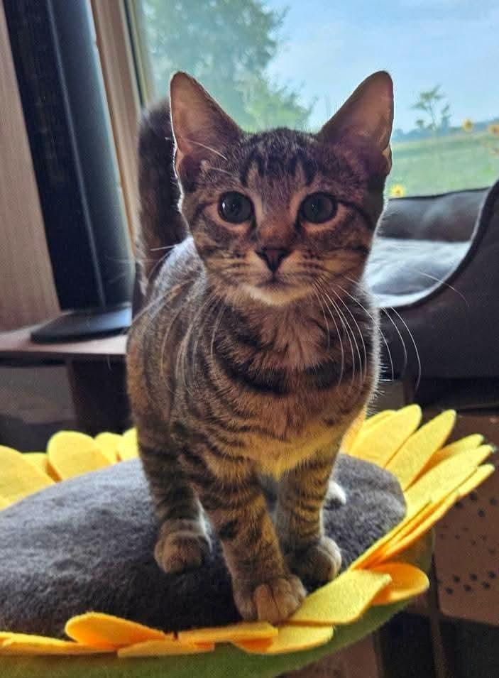 Crumble, Adopted, Kitten Female Domestic Short Hair.
