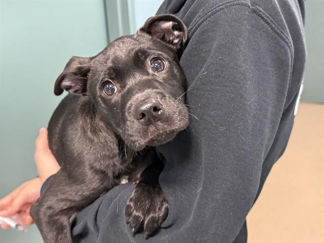 Enlarge NASSUS, a Adoptable Mixed Breed in Newton, NC image 1/1