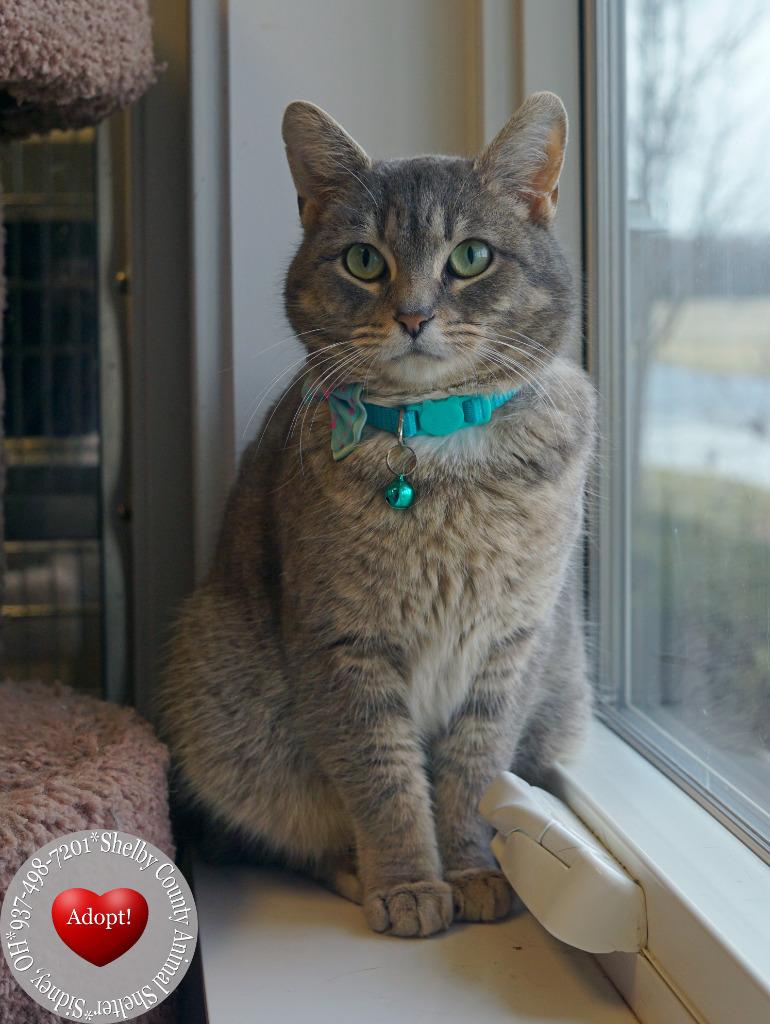 Enlarge Silvie, a Adopted mixed breed in Sidney, OH image 1/3