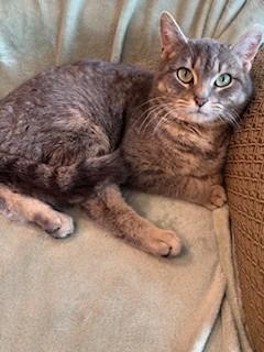 Enlarge Silvie, a Adopted mixed breed in Sidney, OH image 2/3