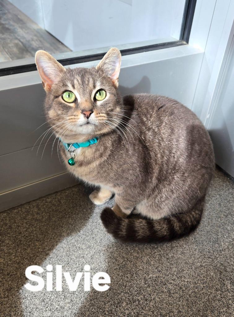 Enlarge Silvie, a Adopted mixed breed in Sidney, OH image 3/3