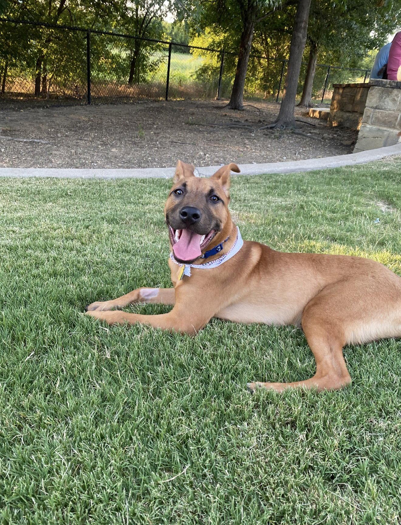 Biscuit, a Adopted Black Mouth Cur in Euless, TX image 2/3