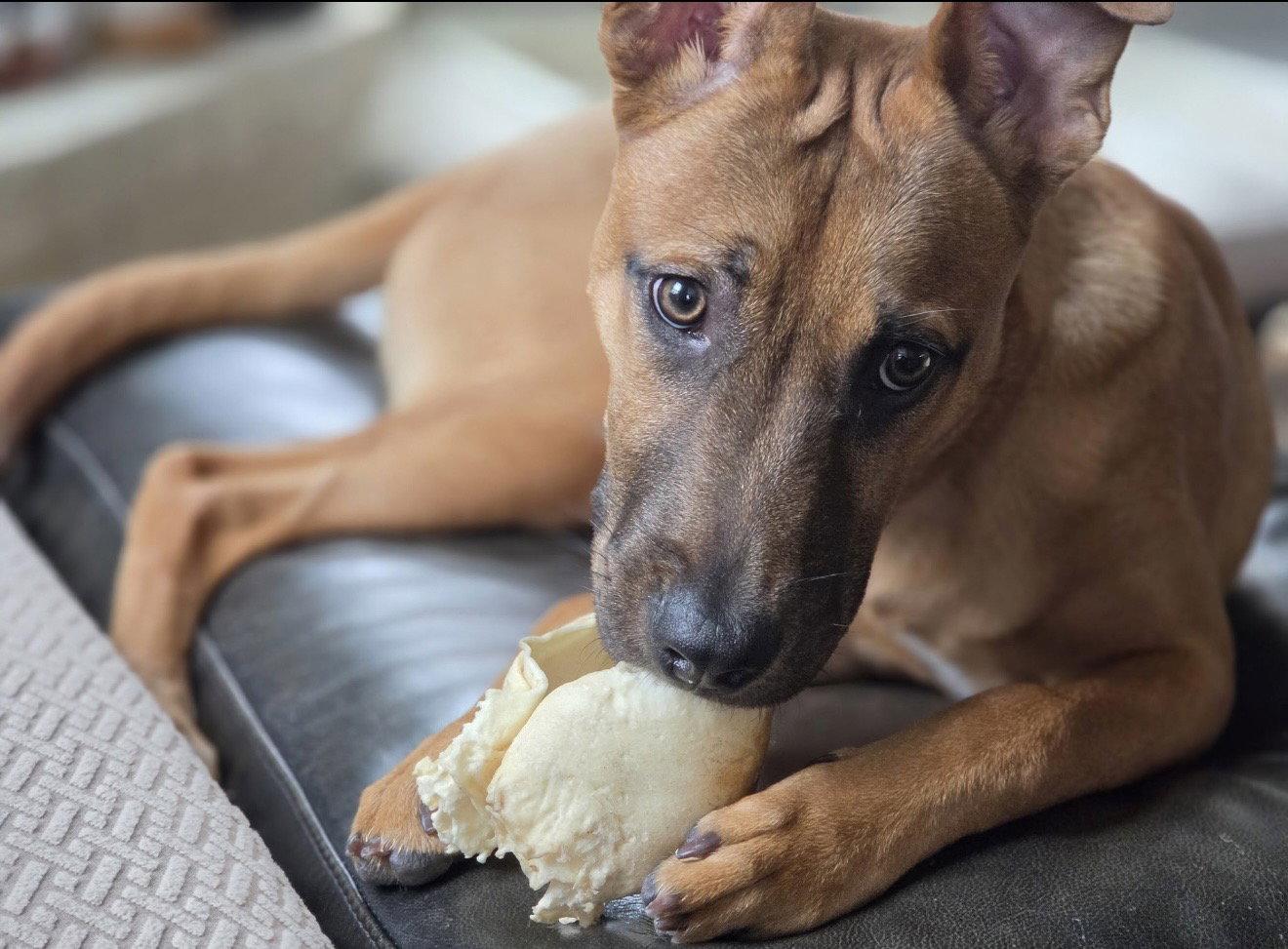 Biscuit, a Adopted Black Mouth Cur in Euless, TX image 3/3