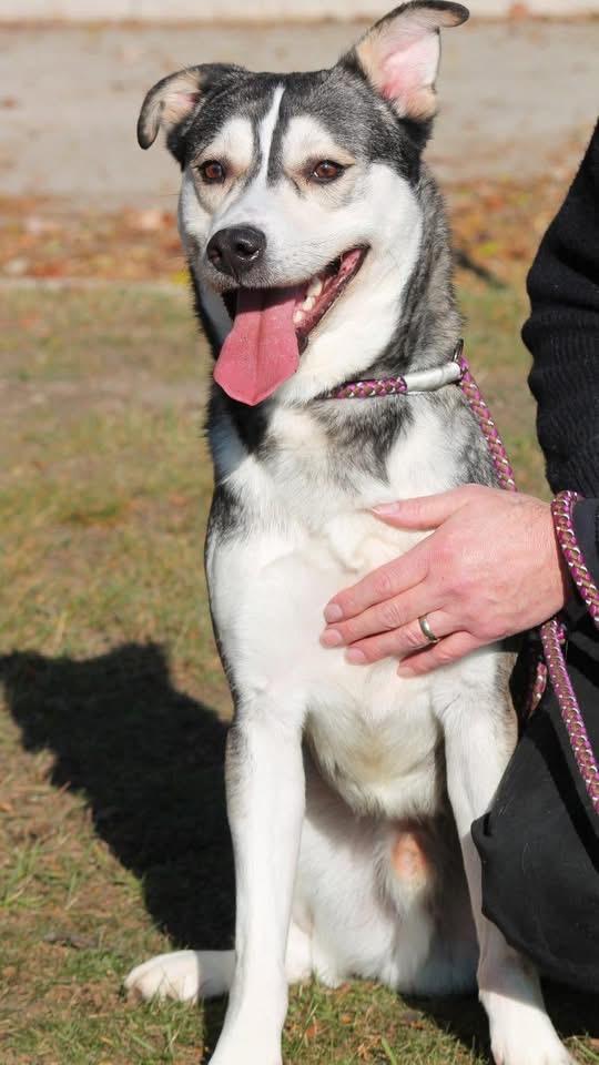 Enlarge SNOW, a ADOPTABLE mixed breed in Wyandotte, MI image 3/4