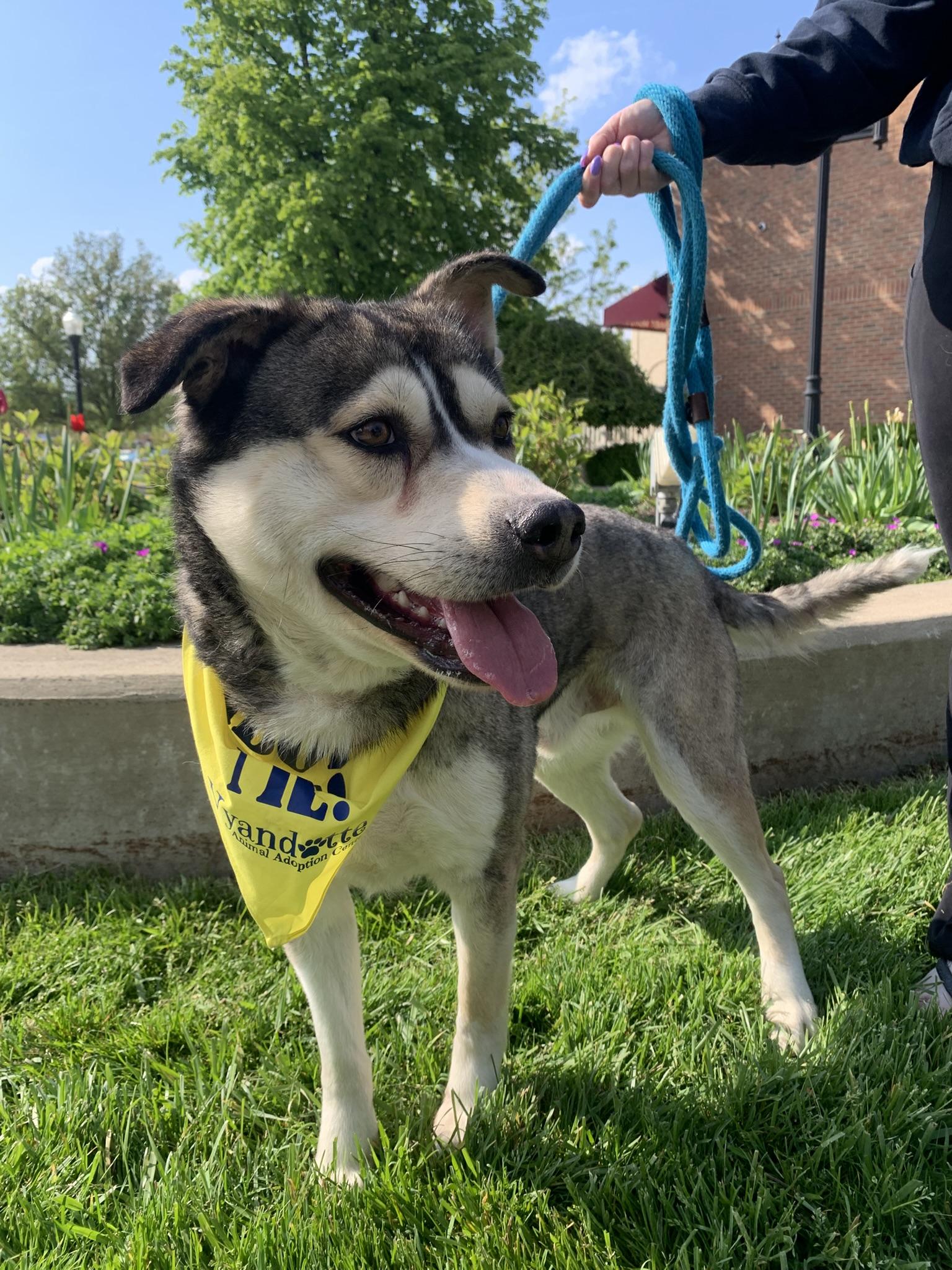 Enlarge SNOW, a ADOPTABLE mixed breed in Wyandotte, MI image 2/6
