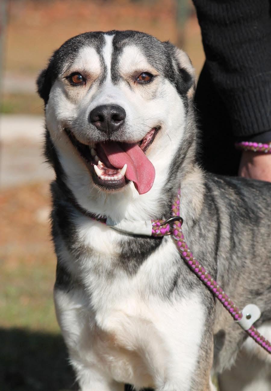 Enlarge SNOW, a ADOPTABLE mixed breed in Wyandotte, MI image 4/4