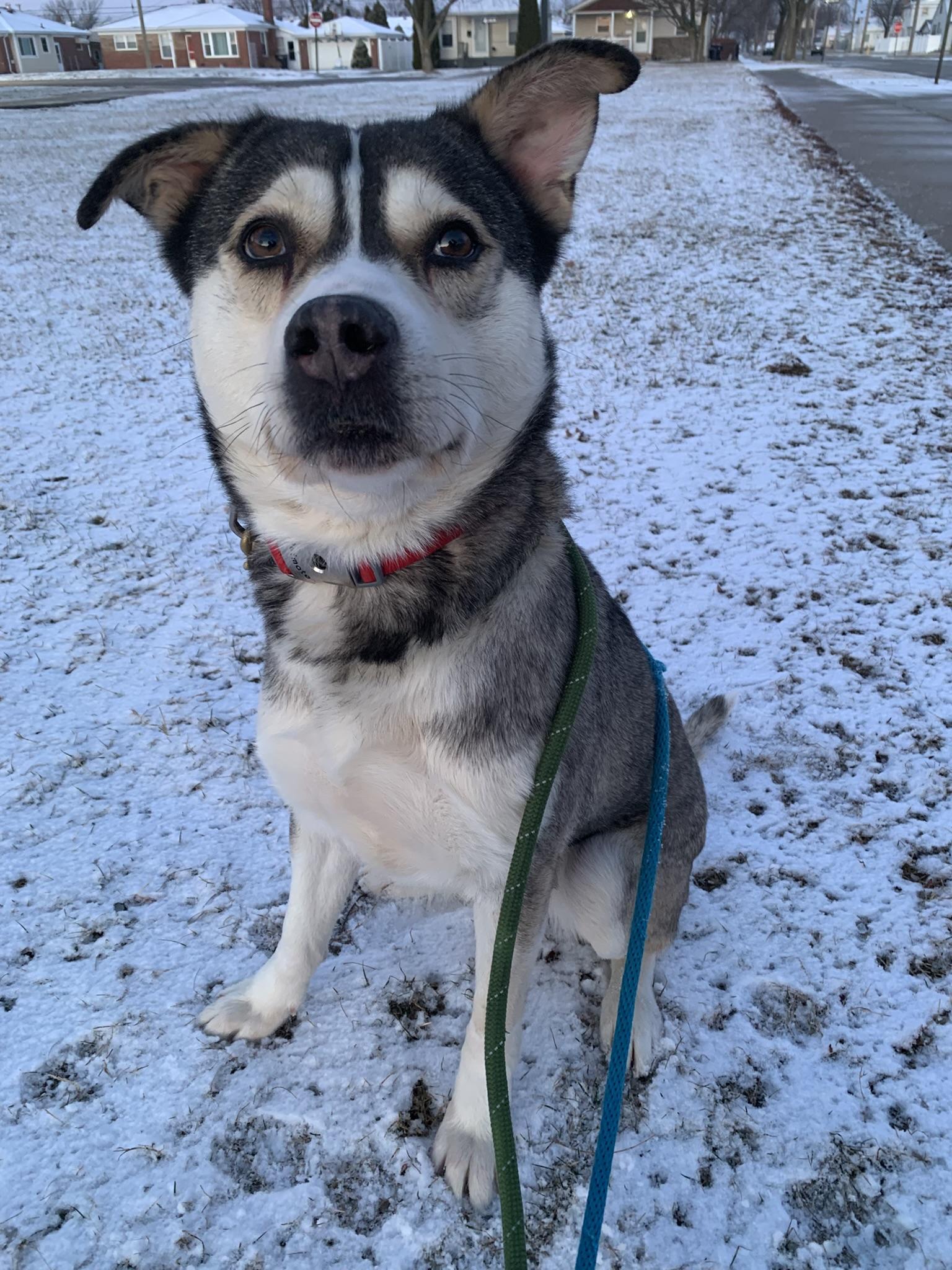Enlarge SNOW, a ADOPTABLE mixed breed in Wyandotte, MI image 3/6