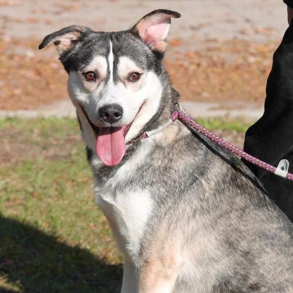 SNOW, ADOPTABLE, Adult Male Husky.