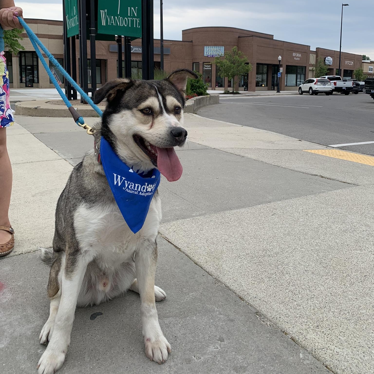SNOW, a ADOPTABLE mixed breed in Wyandotte, MI image 2/6
