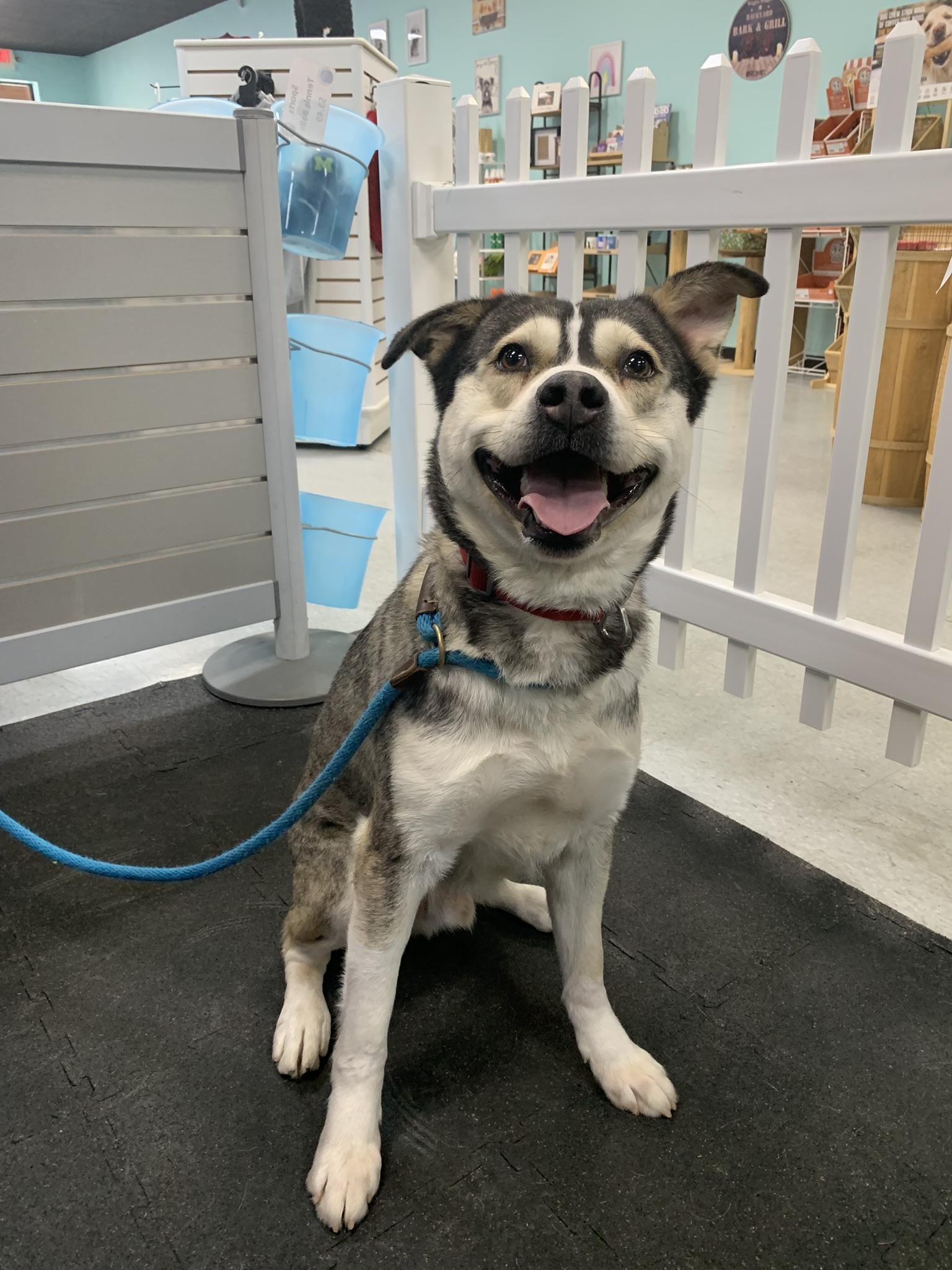 SNOW, ADOPTABLE, Adult Male Husky.